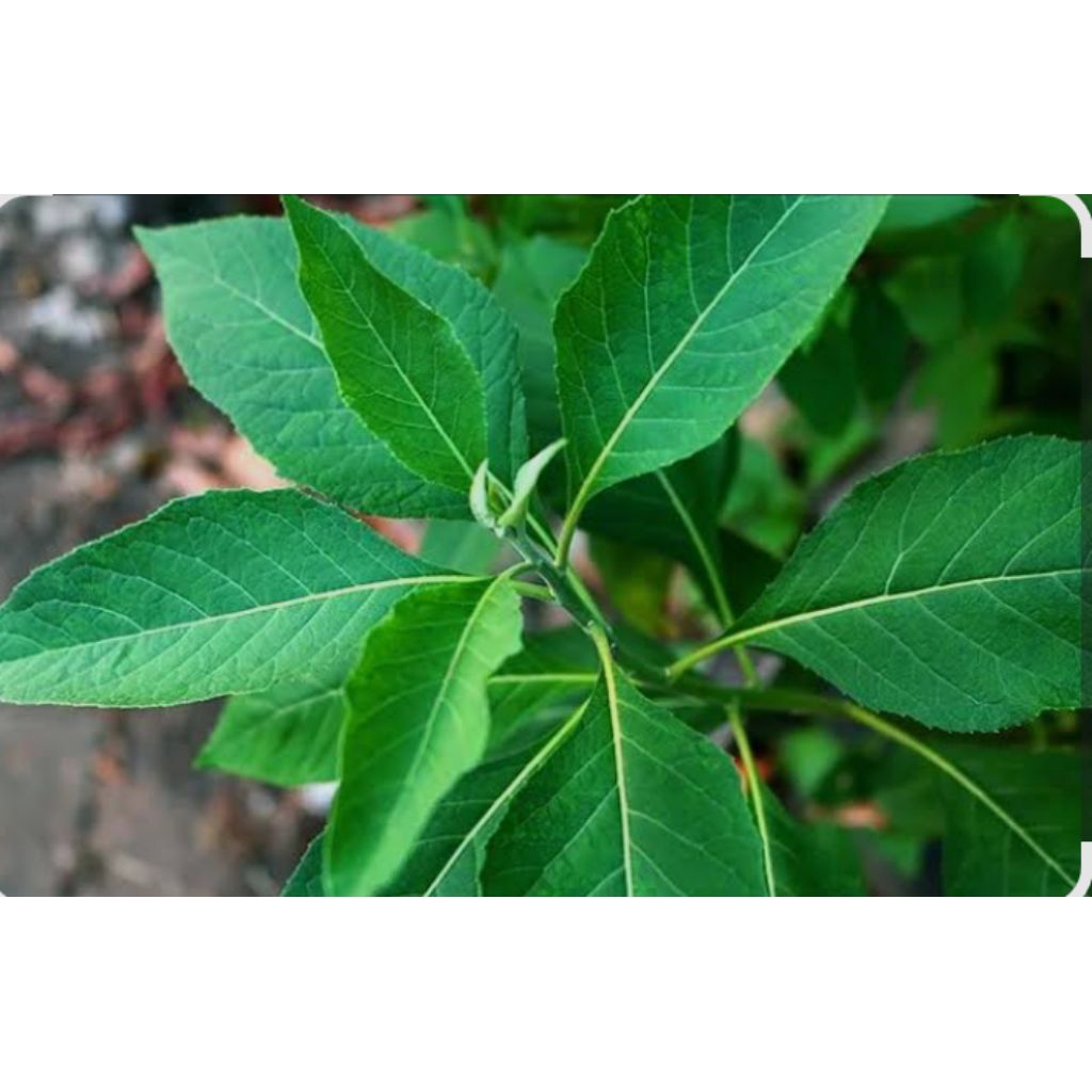 

Daun Sembung Segar dan Kering 100gram