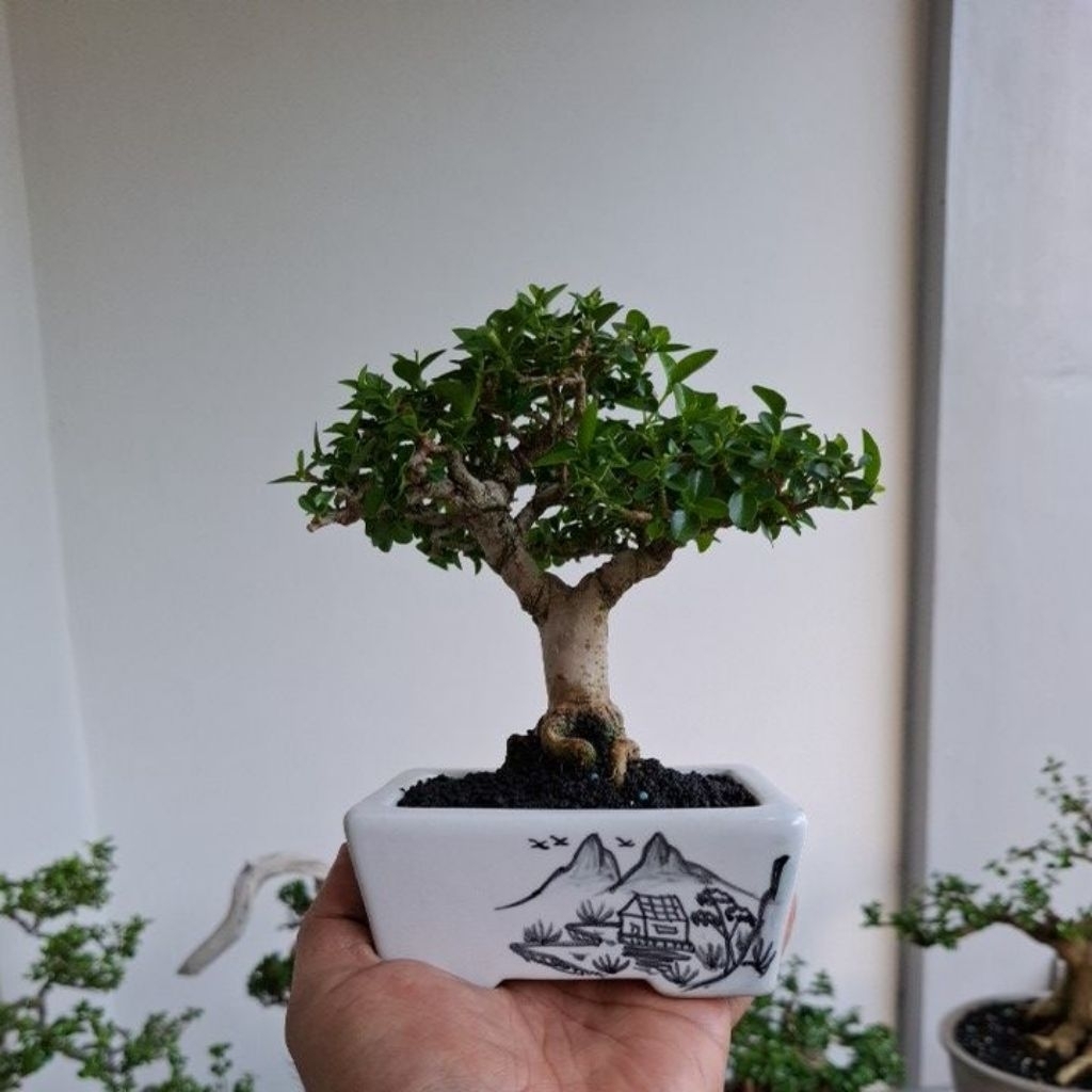 Bonsai Sancang Mame