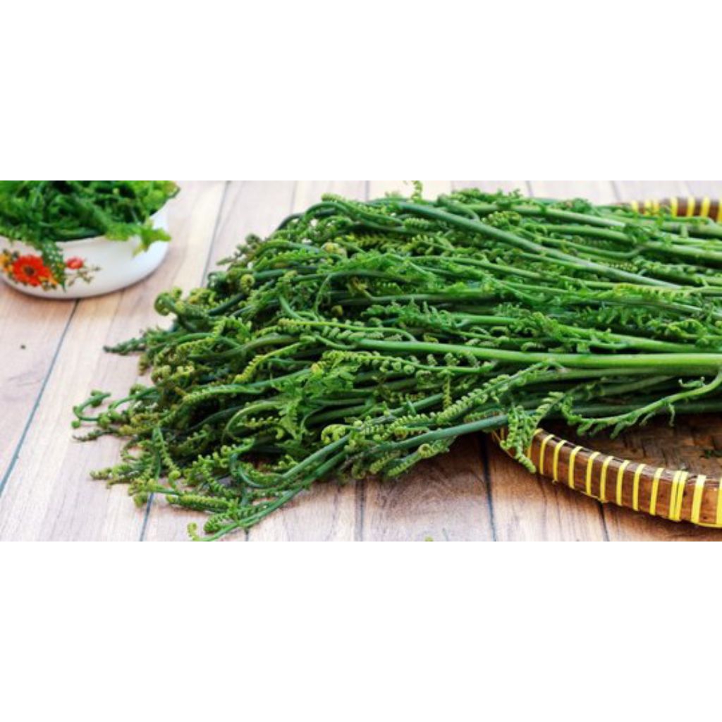 

Termurah Pakis sayur segar