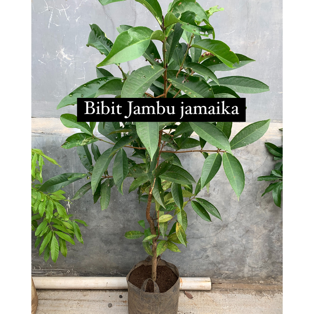 Bibit Jambu Jamaika