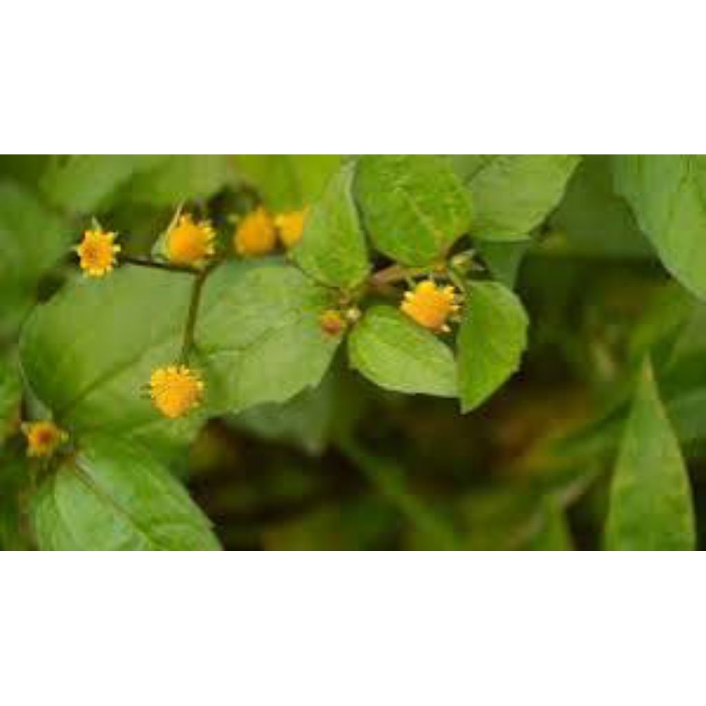 

jual bunga jotang asli isi 50pcs lebih