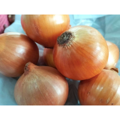 

Bawang Bombay Medan Daily Market