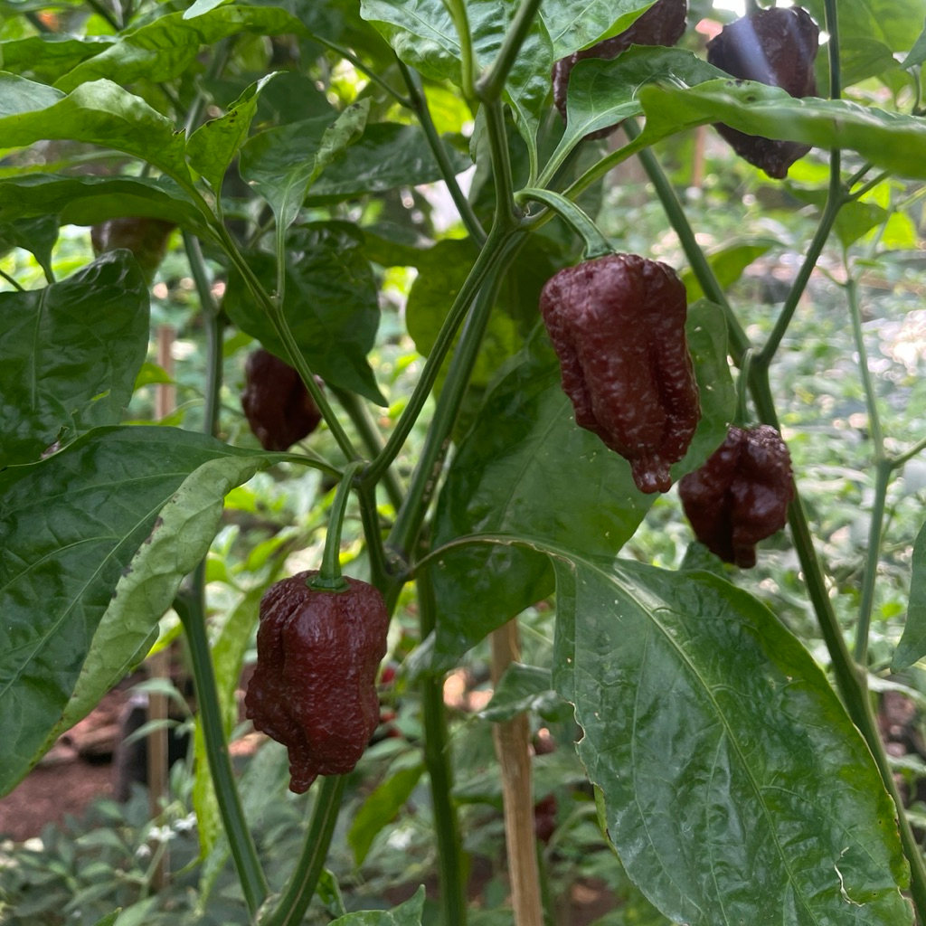 

Cabe Carolina Reaper Purple Terpedas Dinobatkan Guinness World Records