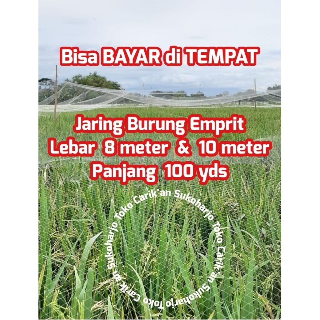 Jaring Burung Emprit