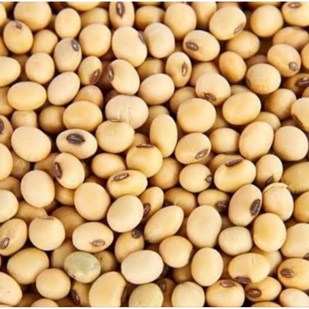 

Kacang Kedelai Fresh Segar