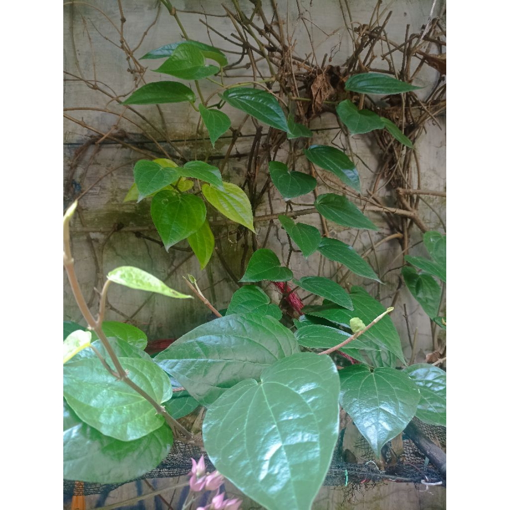 

Daun Sirih Segar 30 /lembar