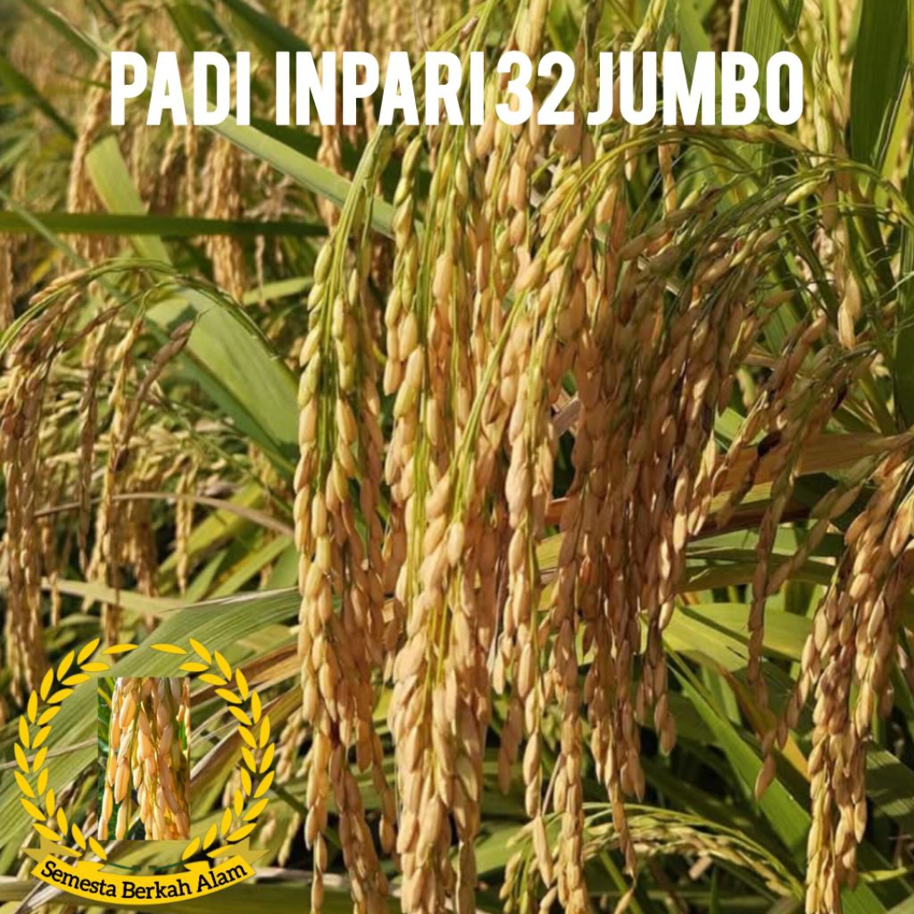 Bibit padi inpari 32 jumbo unggul Kemasan 5Kg