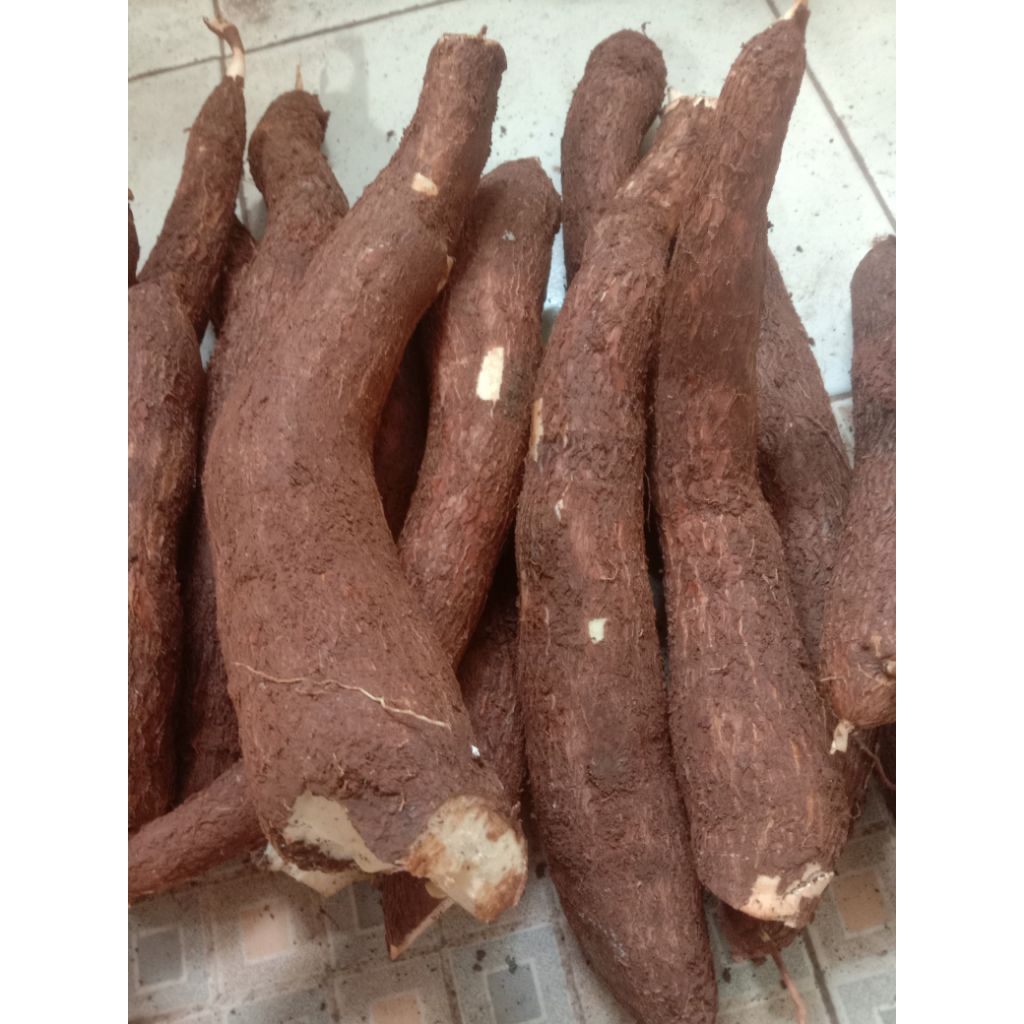 

singkong mentega 1kg