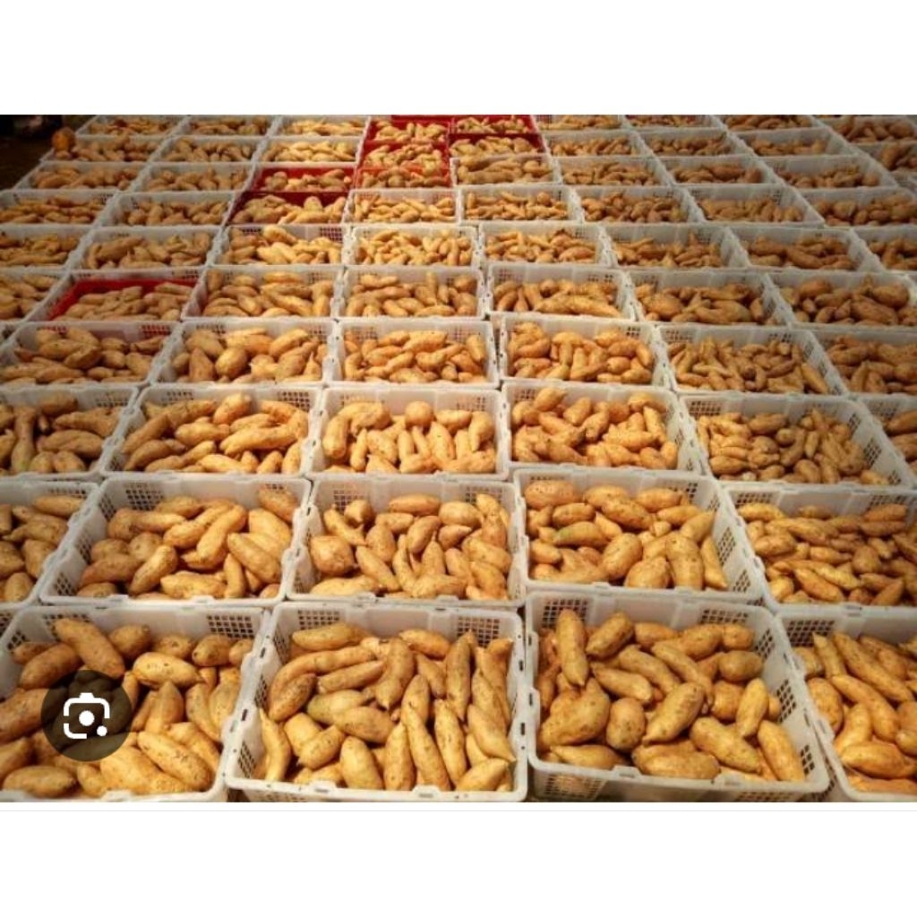 

PROMO 1 KG UBI MADU MENTAH ASLI CILEMBU