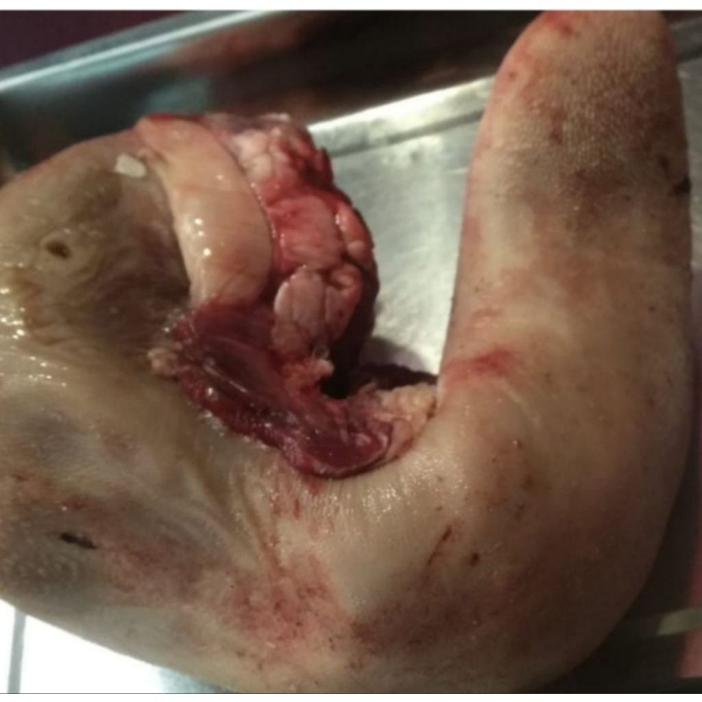 

lidah sapi lokal 1 kg