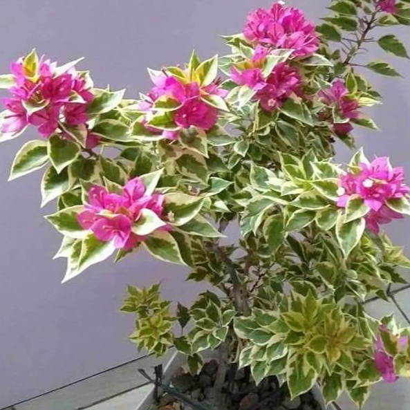 BUGENVIL SINGGAPUR/SINGAPUR MERAH FANTA VARIGATA ORIAN | BUNGA BOUGENVILLE MIKRO SINGAPORE MERAH FAN