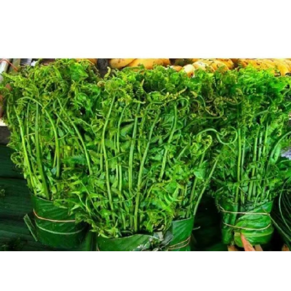 

Daun Pakis sayuran segar 500gram
