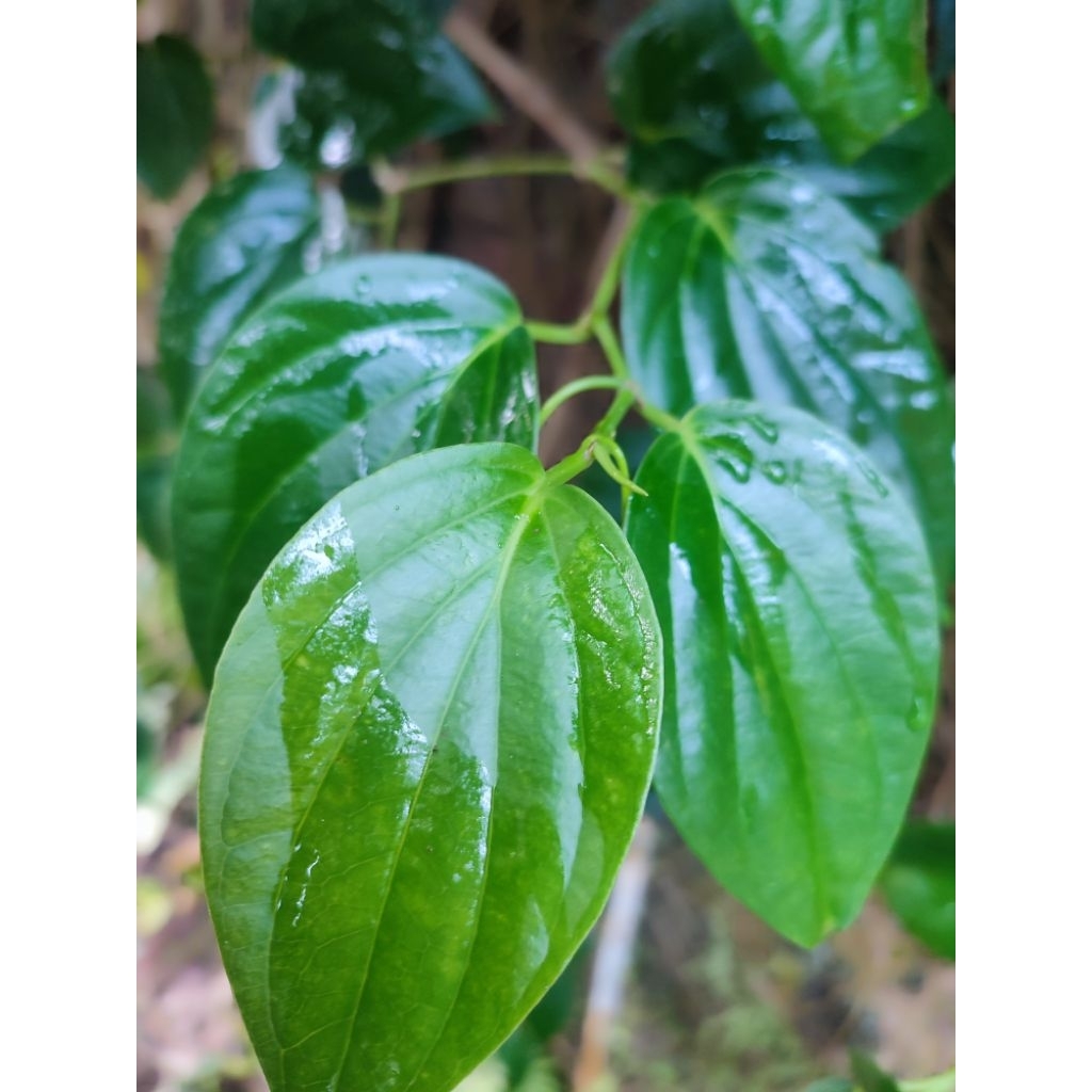 

Daun sirih segar Asli | Herbal Alami | Bisa untuk Obat dan perawatan