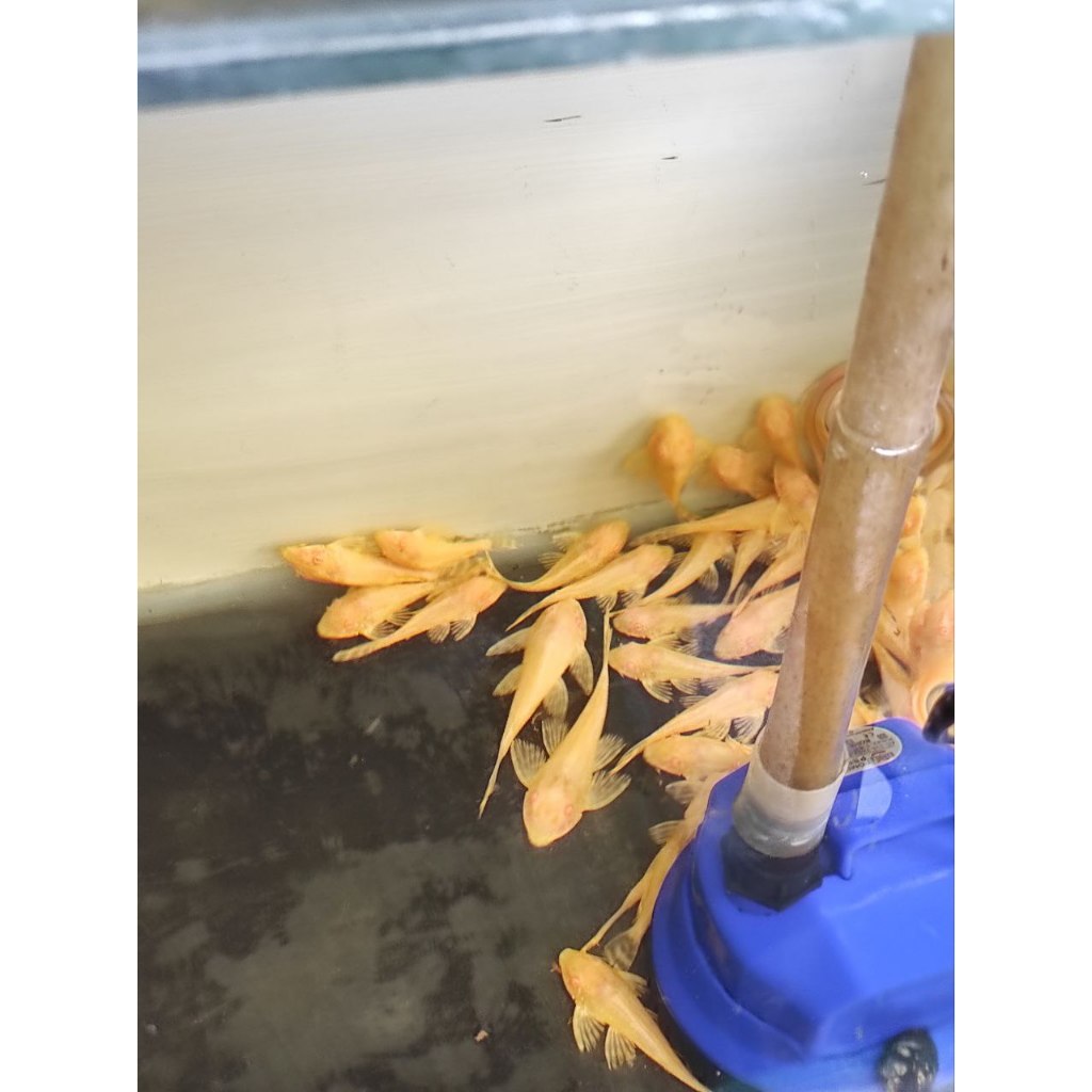 Gibicep Algae Eater Asli Gibicep