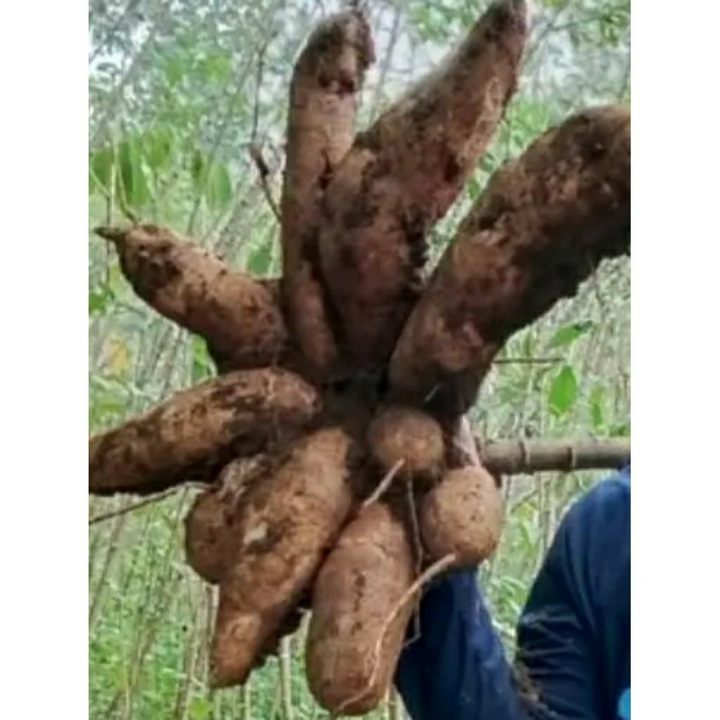 

bibit super singkong keju