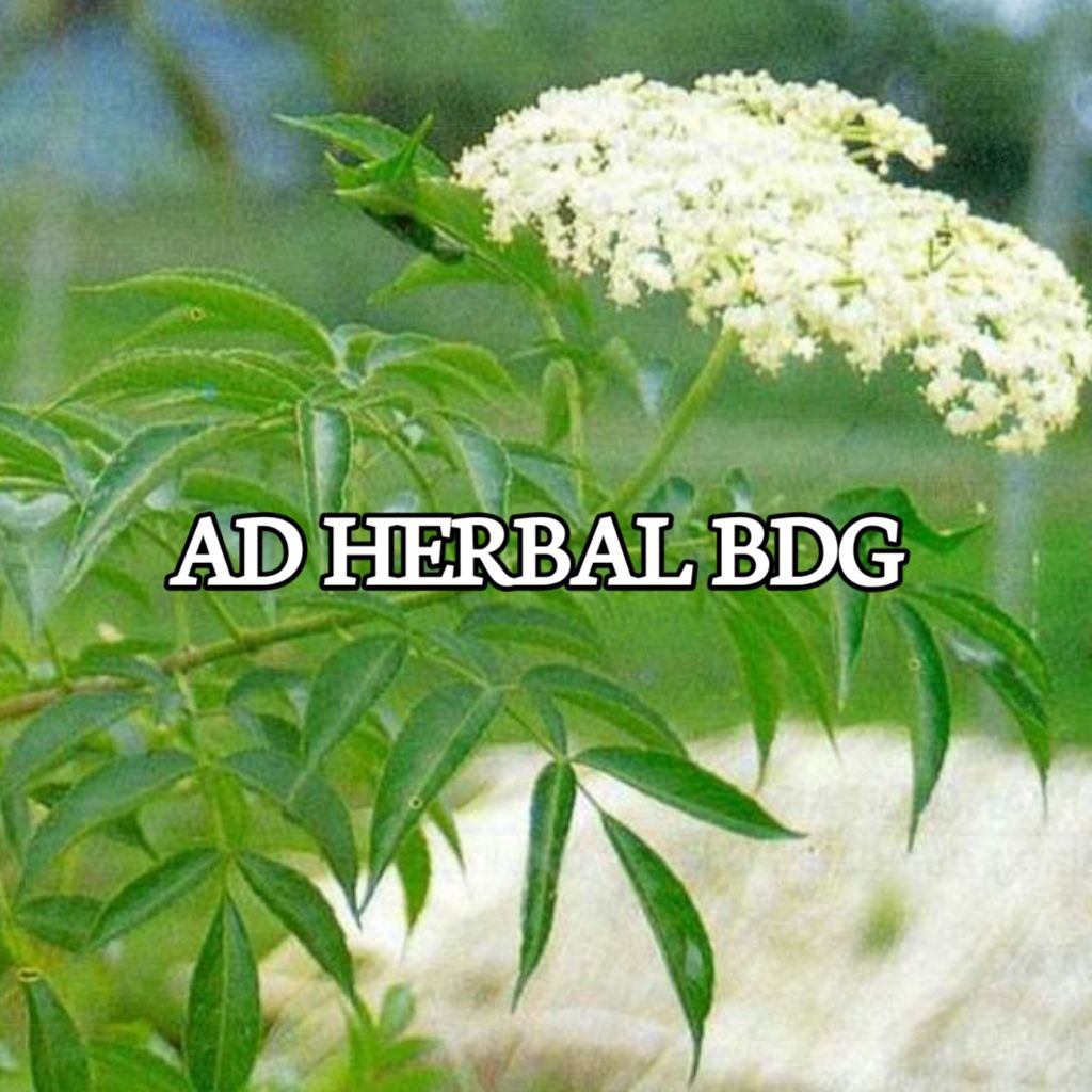 

Daun Sangitan Segar Sambucus Javanica Isi Per 250 Gram