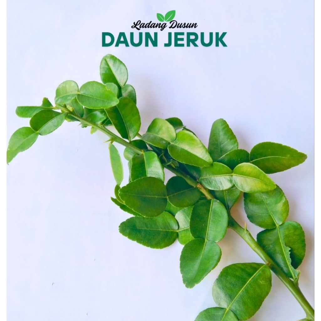 

Daun Jeruk Segar Murah Meriah