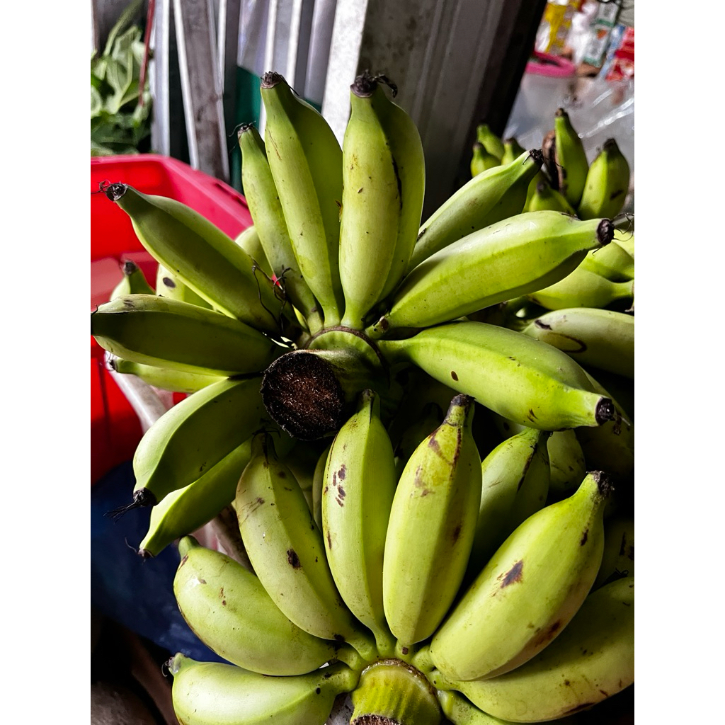 

Instan - Pisang mahuli per sisir (Baca deskripsi)