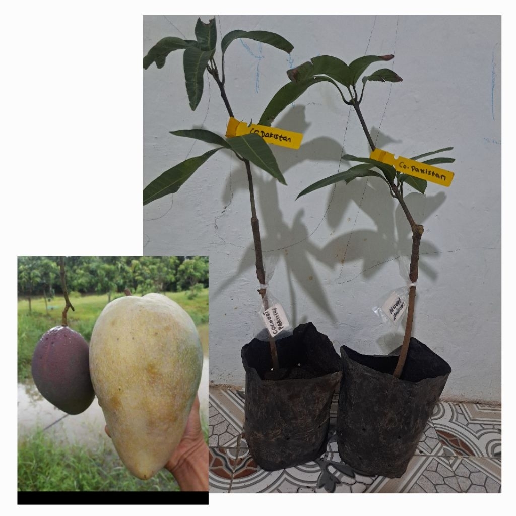 

mangga coconut pakistan