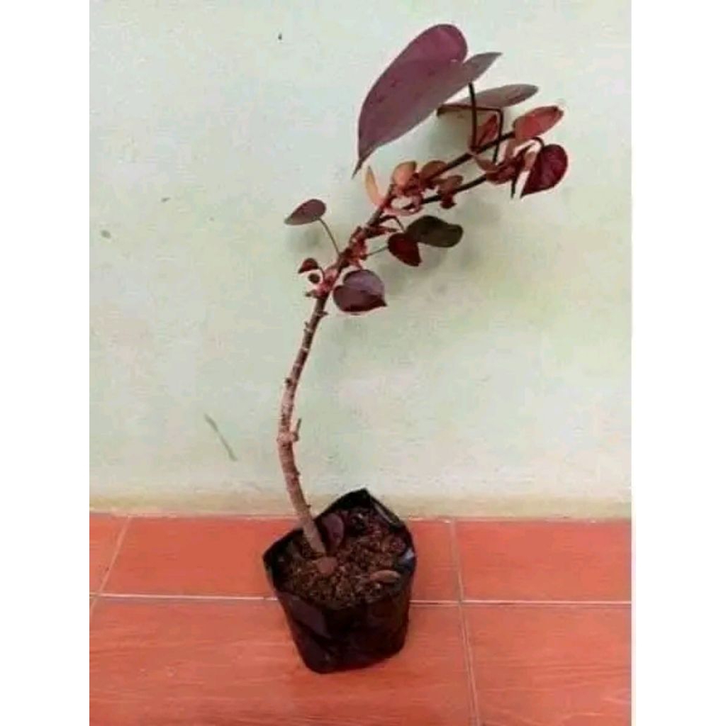Waru super red/bahan bonsai waru super red