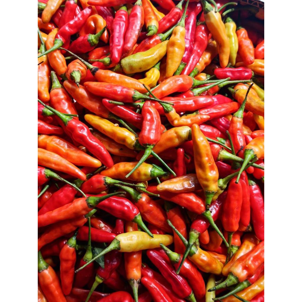 

Cabe Setan FRESH BATAM || MOHON BACA DESKRIPSI SEBELUM CHECKOUT