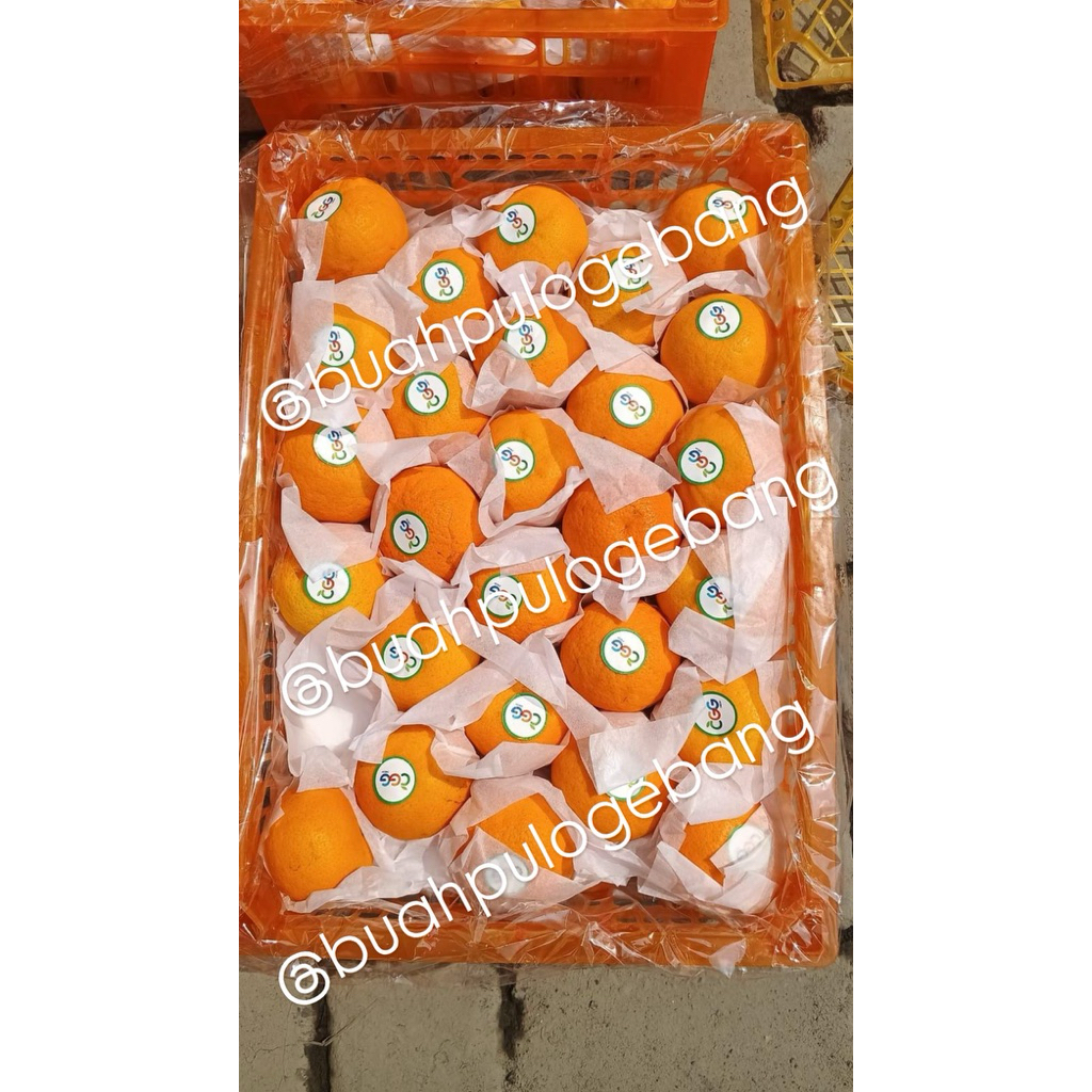 

jeruk wogan ukuran M