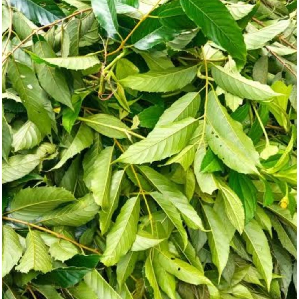 

Daun sobsis segar daun pohon Afrika 500 gram