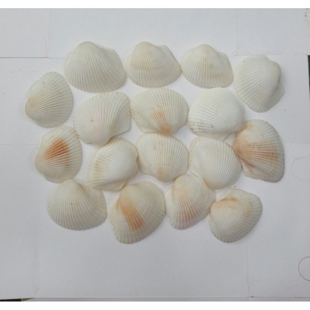 cangkang kerang dara jumbo/ cangkang tok tok/cangkang kelomang /cangkang keong isi 20pcs