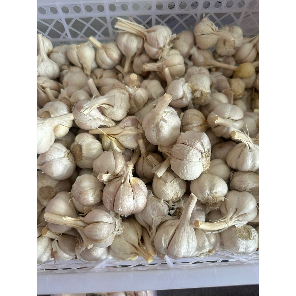 

BAWANG PUTIH KATING 1kg