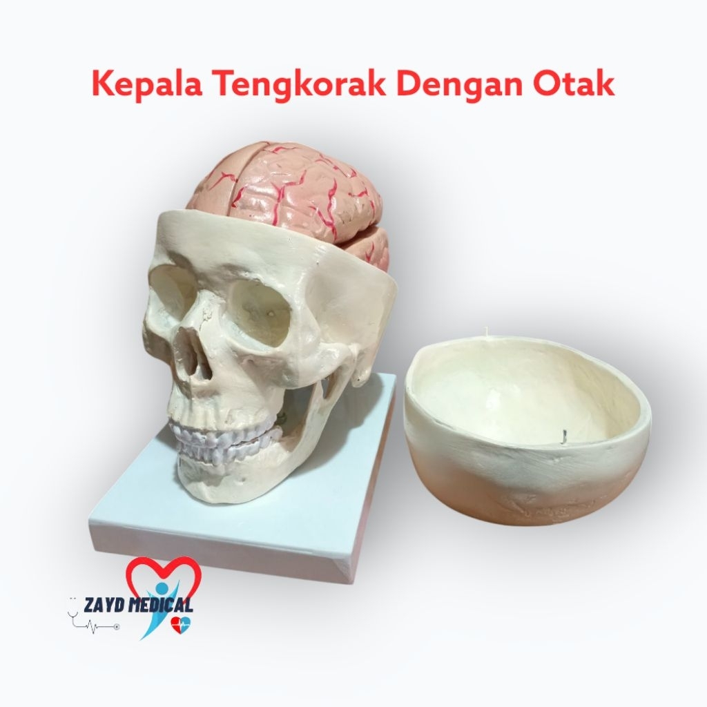 PHANTOM MANIKIN TENGKORAK+OTAK/ MANIKIN TENGKORAK MANUSIA