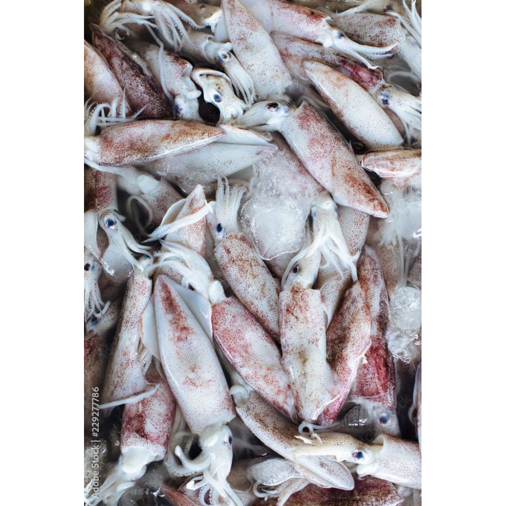

Cumi FRESH BATAM