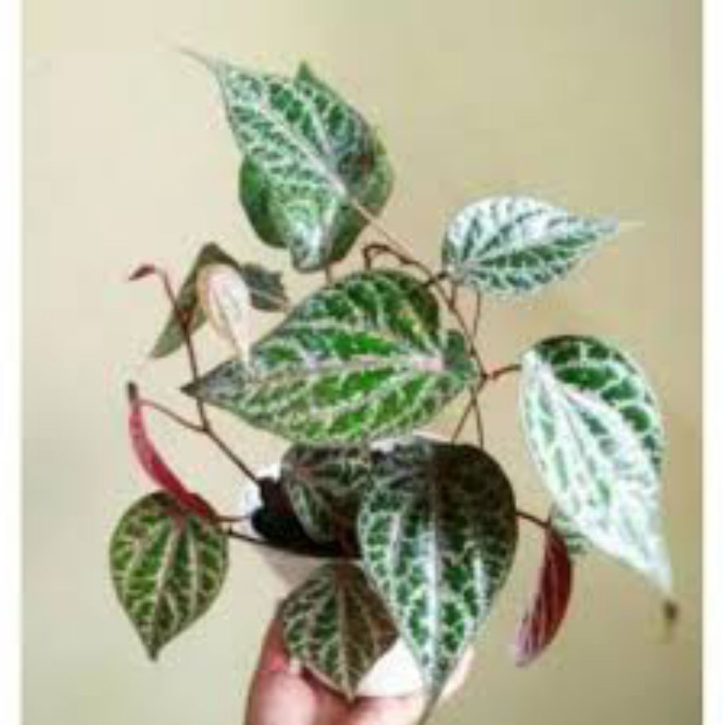 

sirih merah - tanaman herbal - obat tradisional