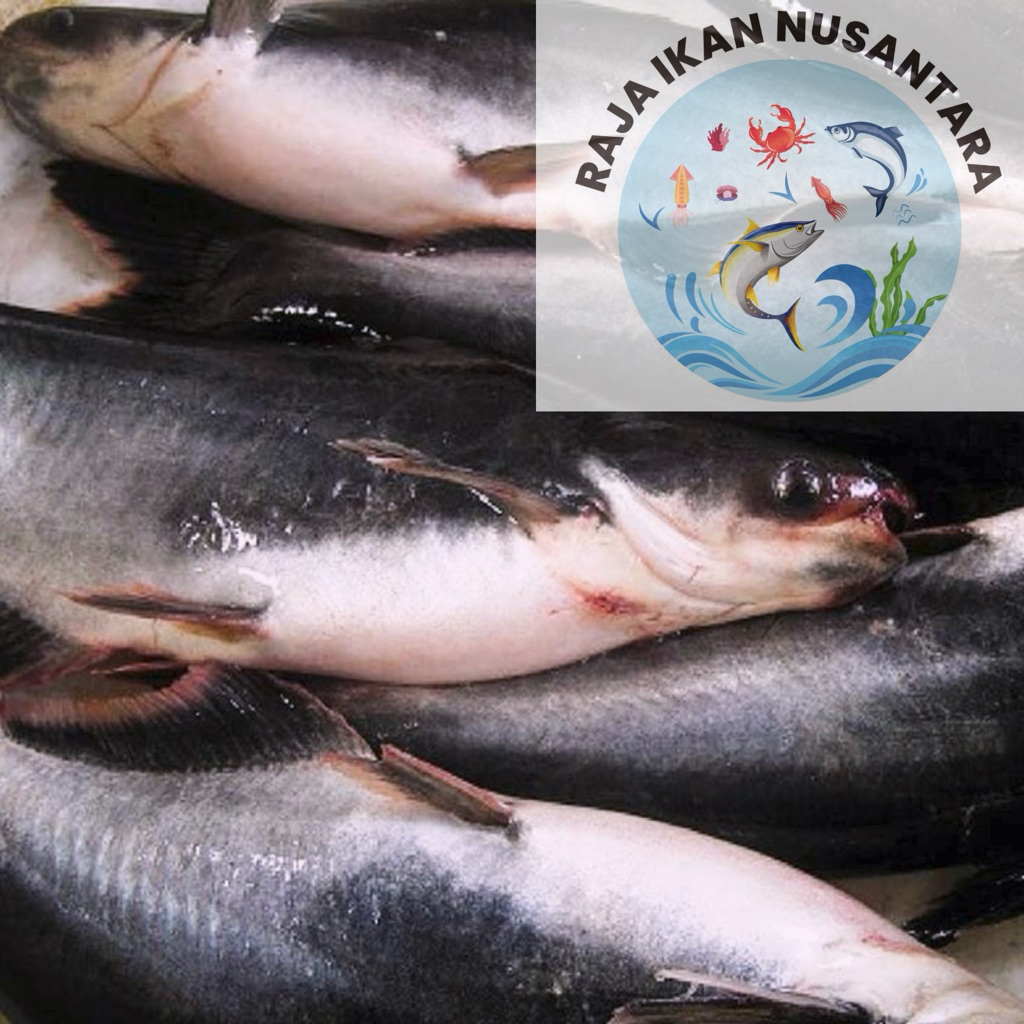 

IKAN PATIN FRESH FROZEN 500GR ISI 1PCS PILIHAN TERMURAH