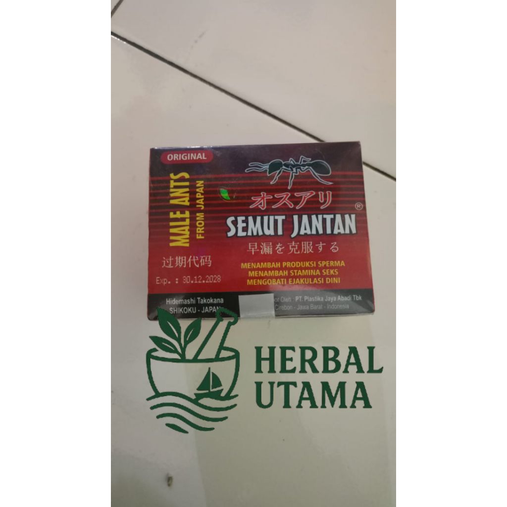 Semut Jantan Original