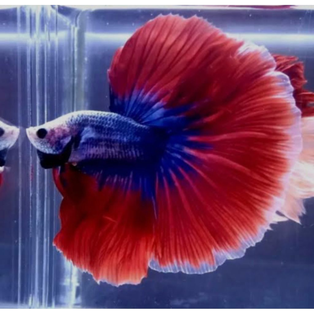 

(GARANSI 100%) stiker ikan cupang halfmoon maskot ekor lebar size m++/L