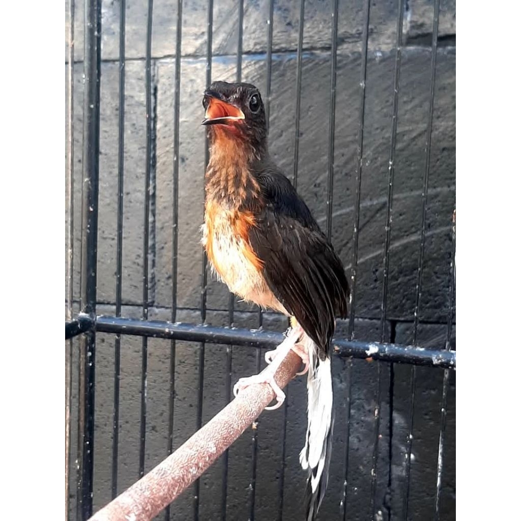 (Jaminan Jantan) Murai Batu Trotol Jantan