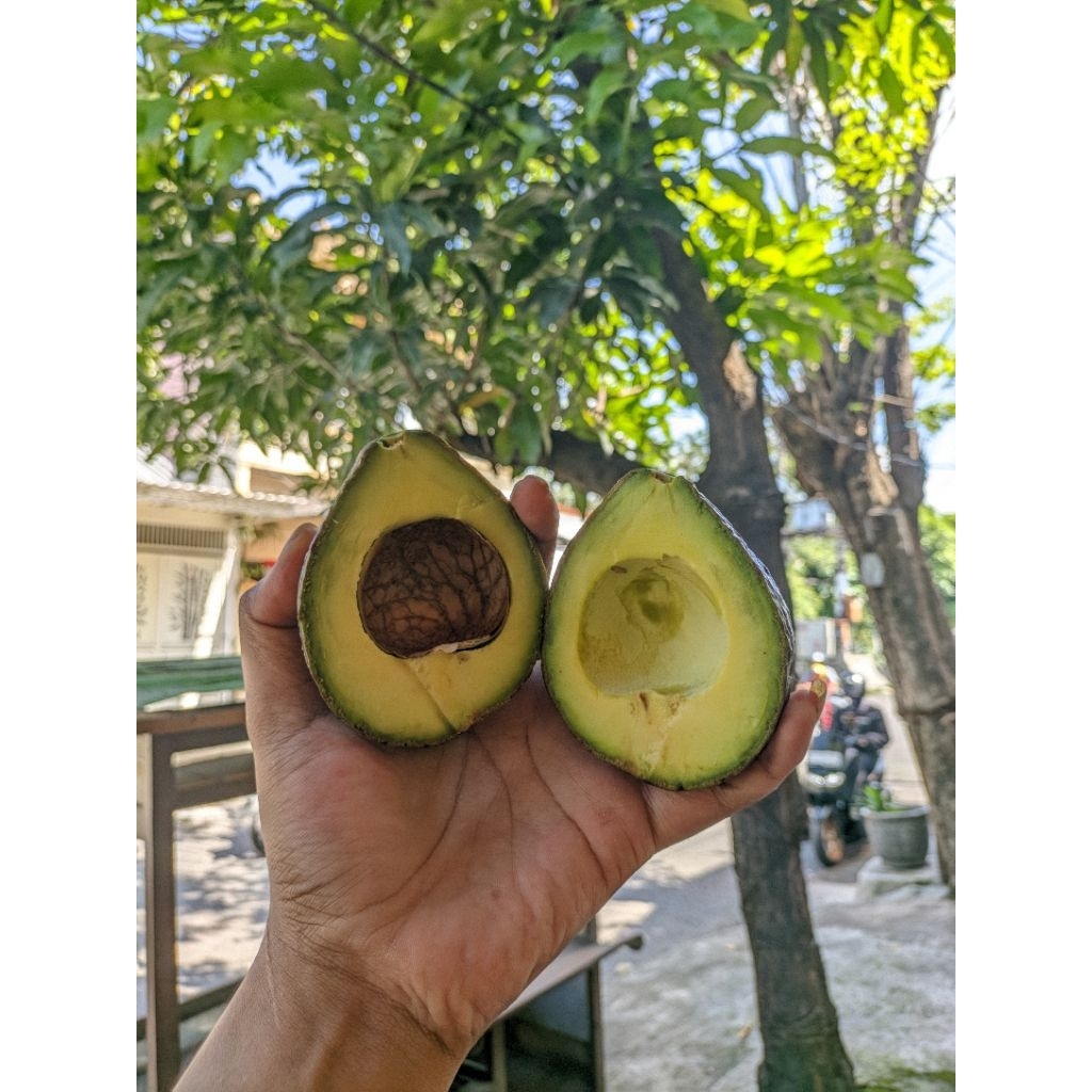 

Alpukat mentega 1kg.an pulen gurih