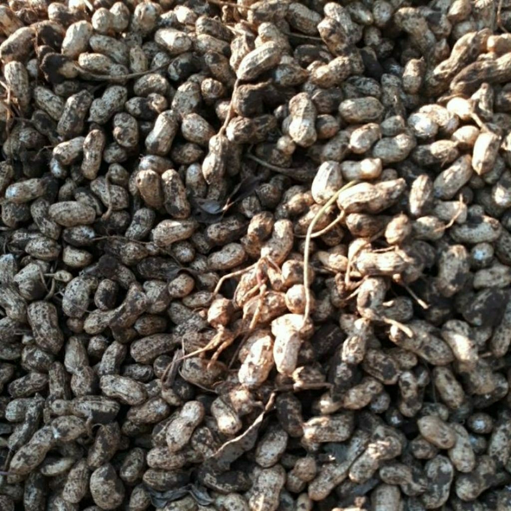

kacang tanah merah biasa non lurik 1kg