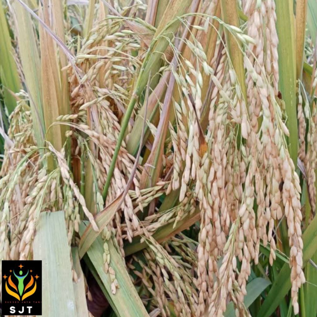 Benih padi unggul CIHERANG SS kualitas super kemasan 1Kg