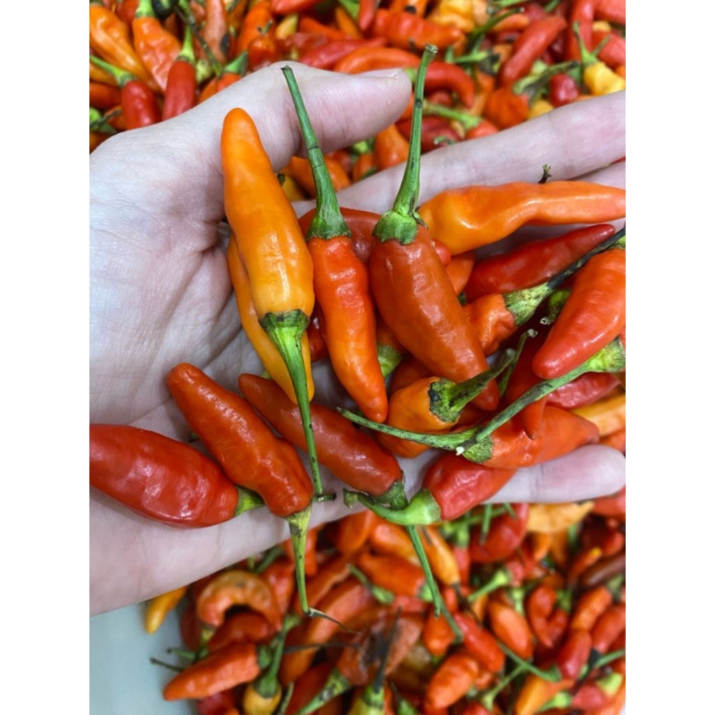 

KIRIM INSTAN Cabe rawit merah fresh 100gr segar setiap hari