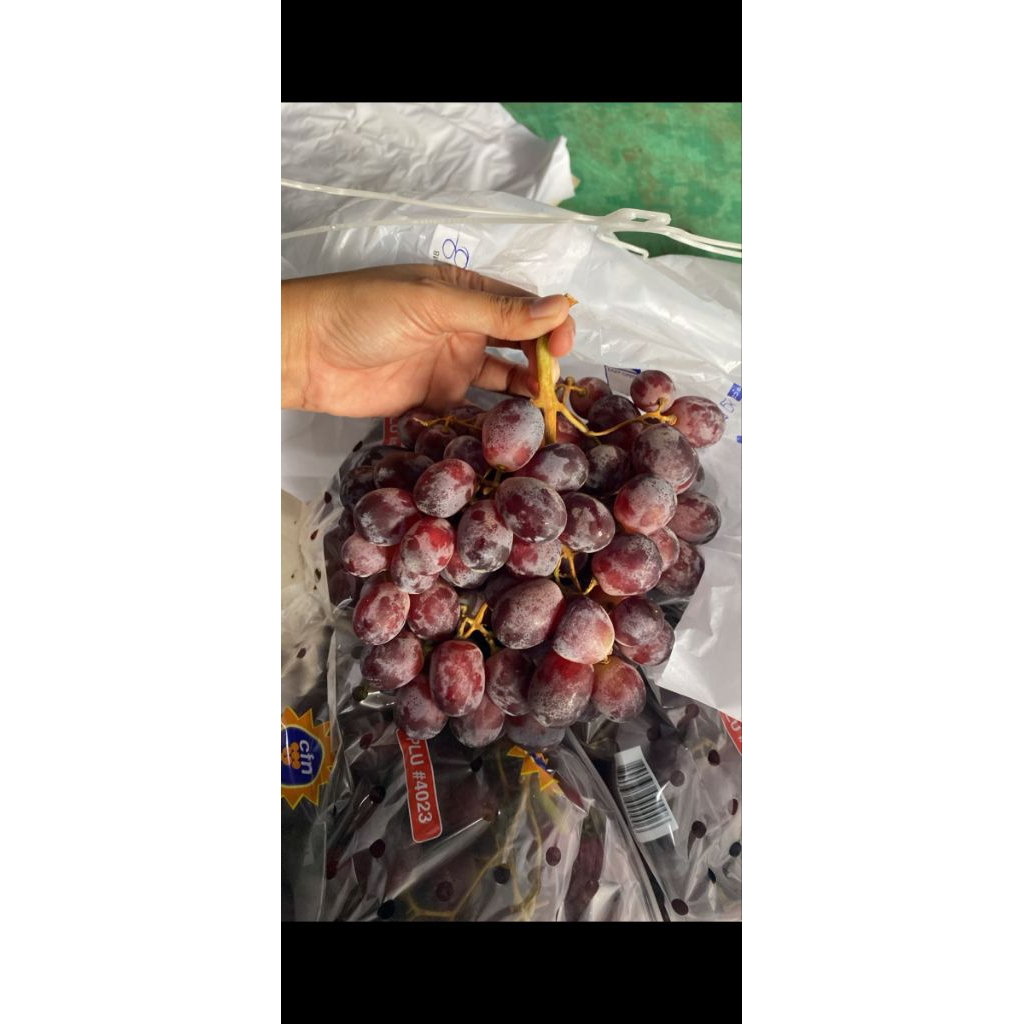 

Anggur alison australia 800gr/pak