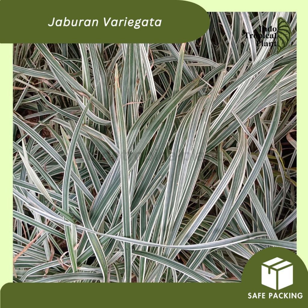 Tanaman Hias Jaburan Variegata / Jaburan Varigata / Ophiopogon jaburan Variegata
