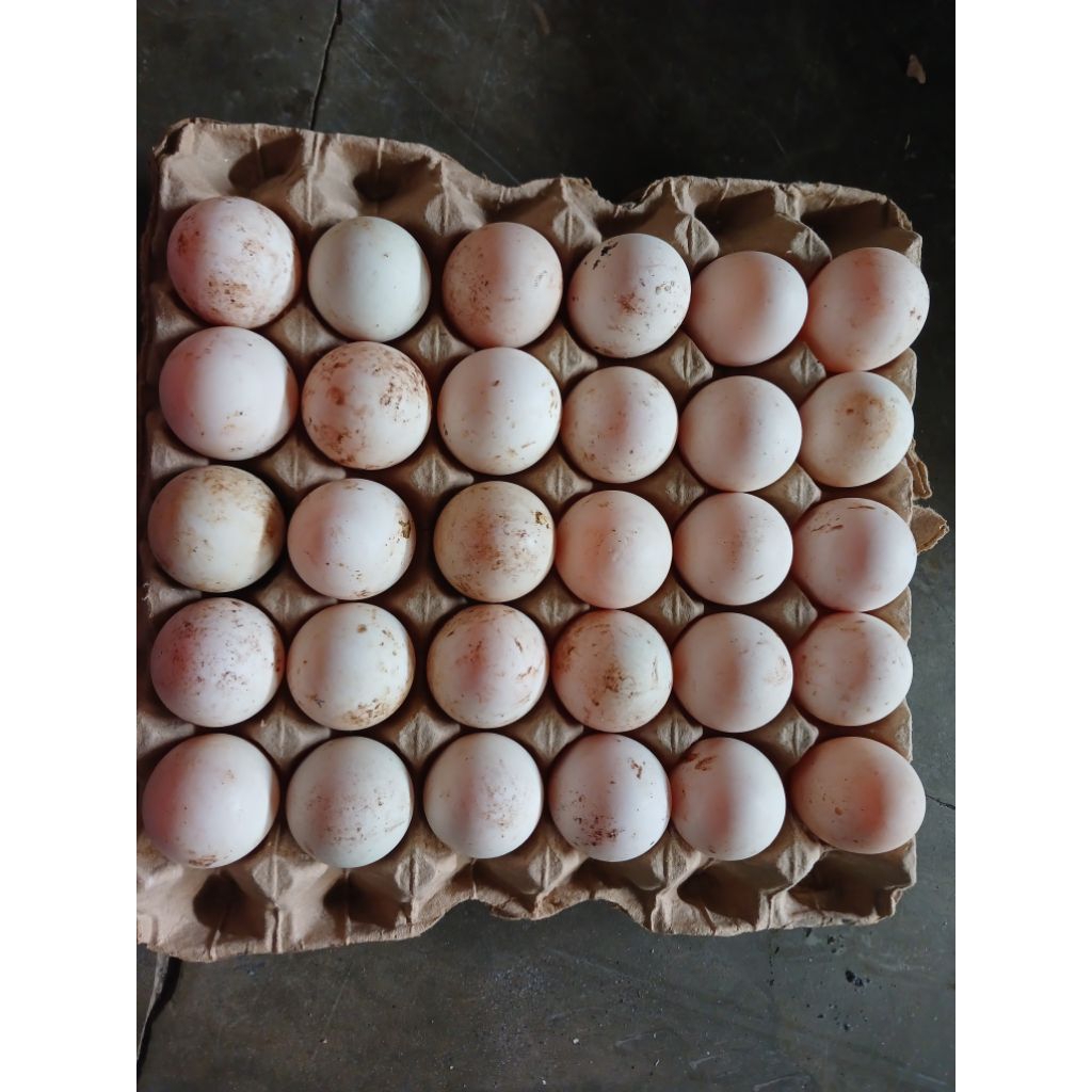 

1 papan isi 30 butir - telur bebek mentah kualitas Premium.