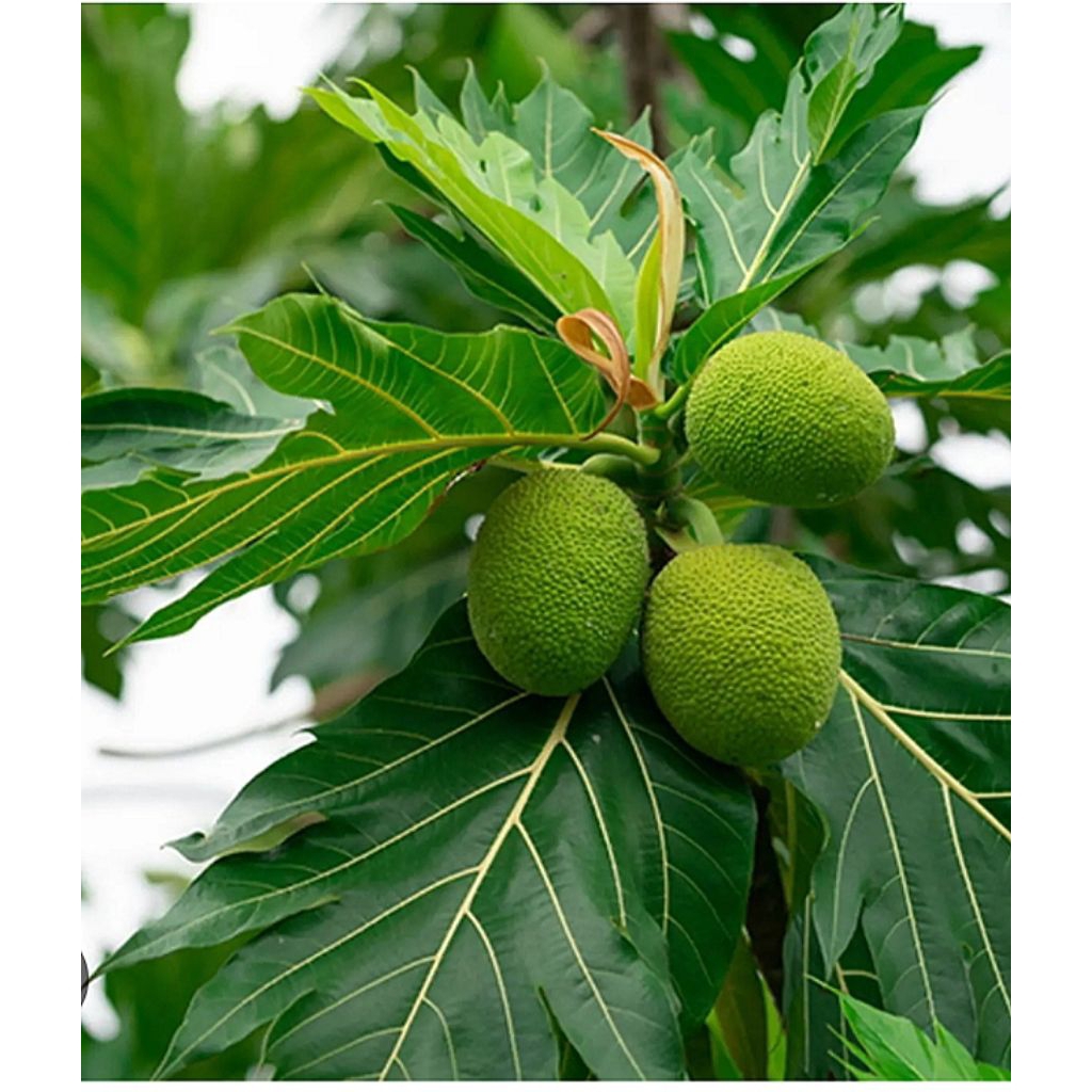 

DAUN SUKUN SEGAR 500 GRAM