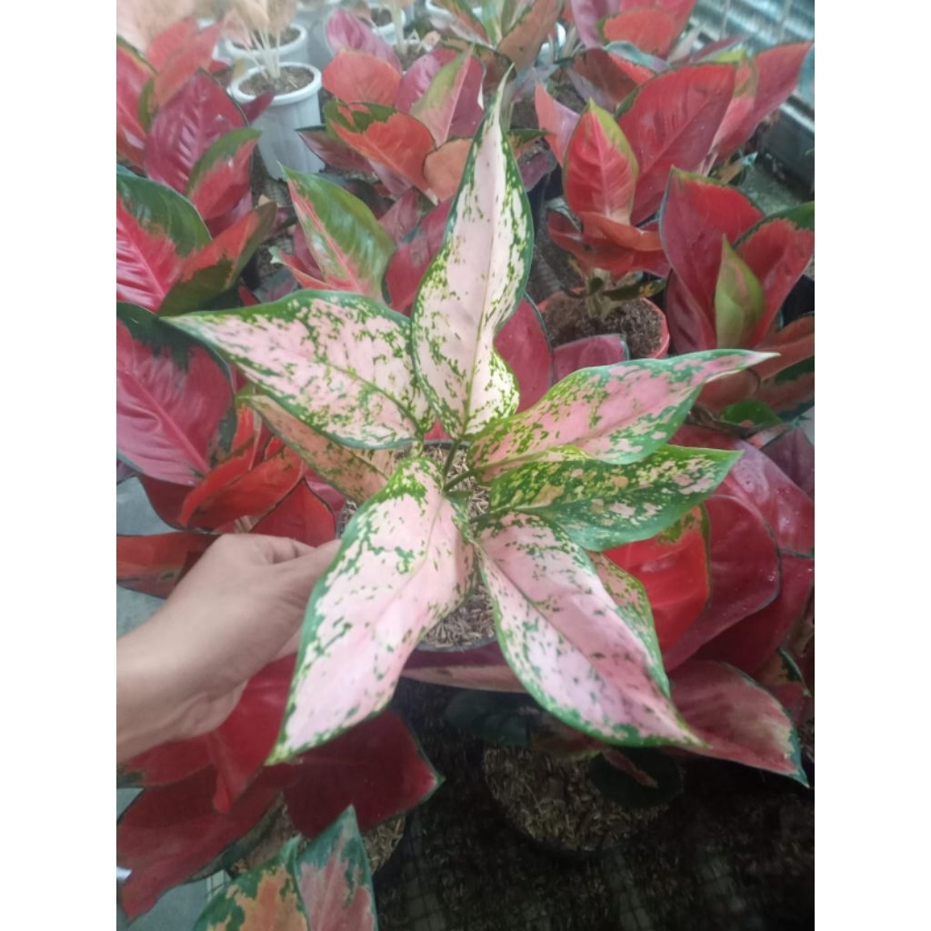 Tanaman hias bunga aglonema anjamani/valentine/ruby dll