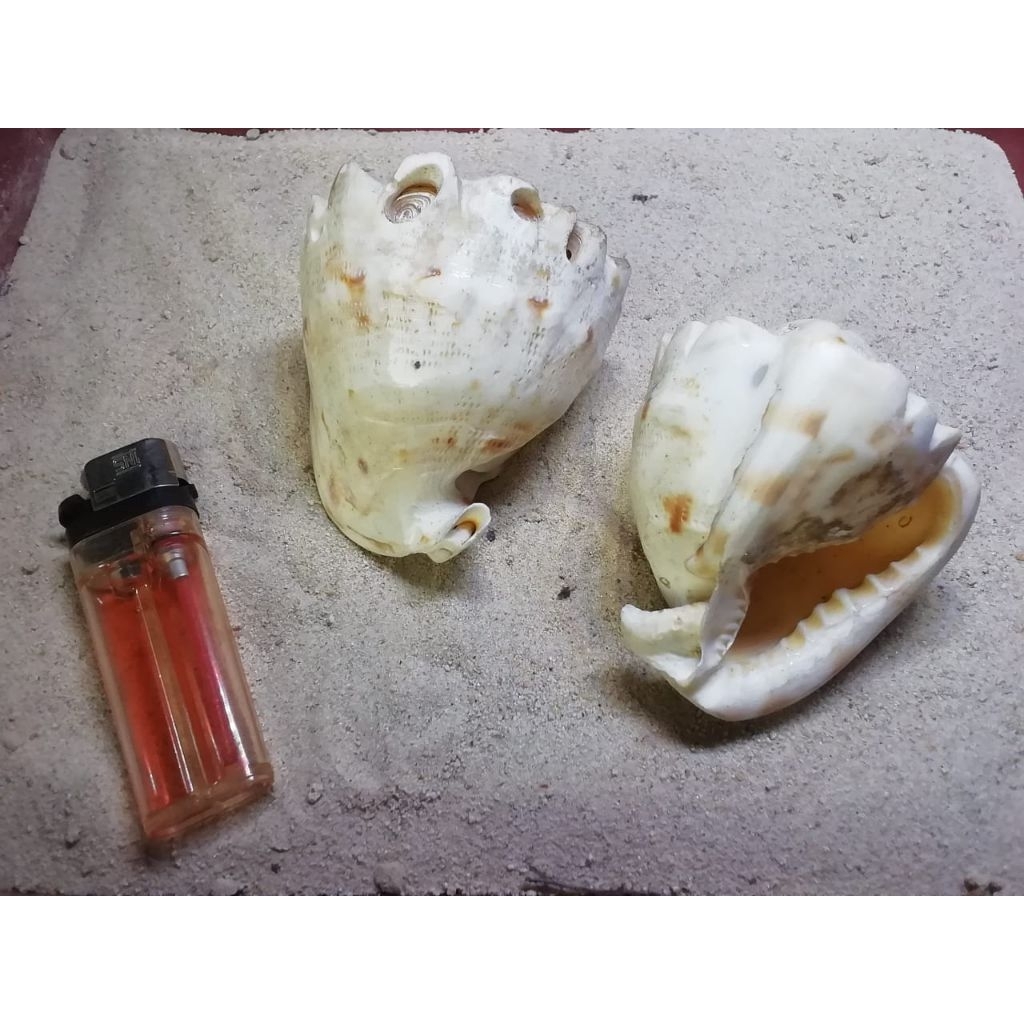 

cangkang kerang hias +-87gr