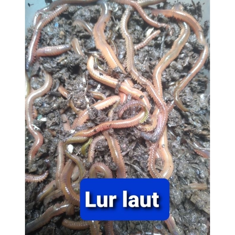 CACING LAUT,CACING NAGA,KILANG KILUNG