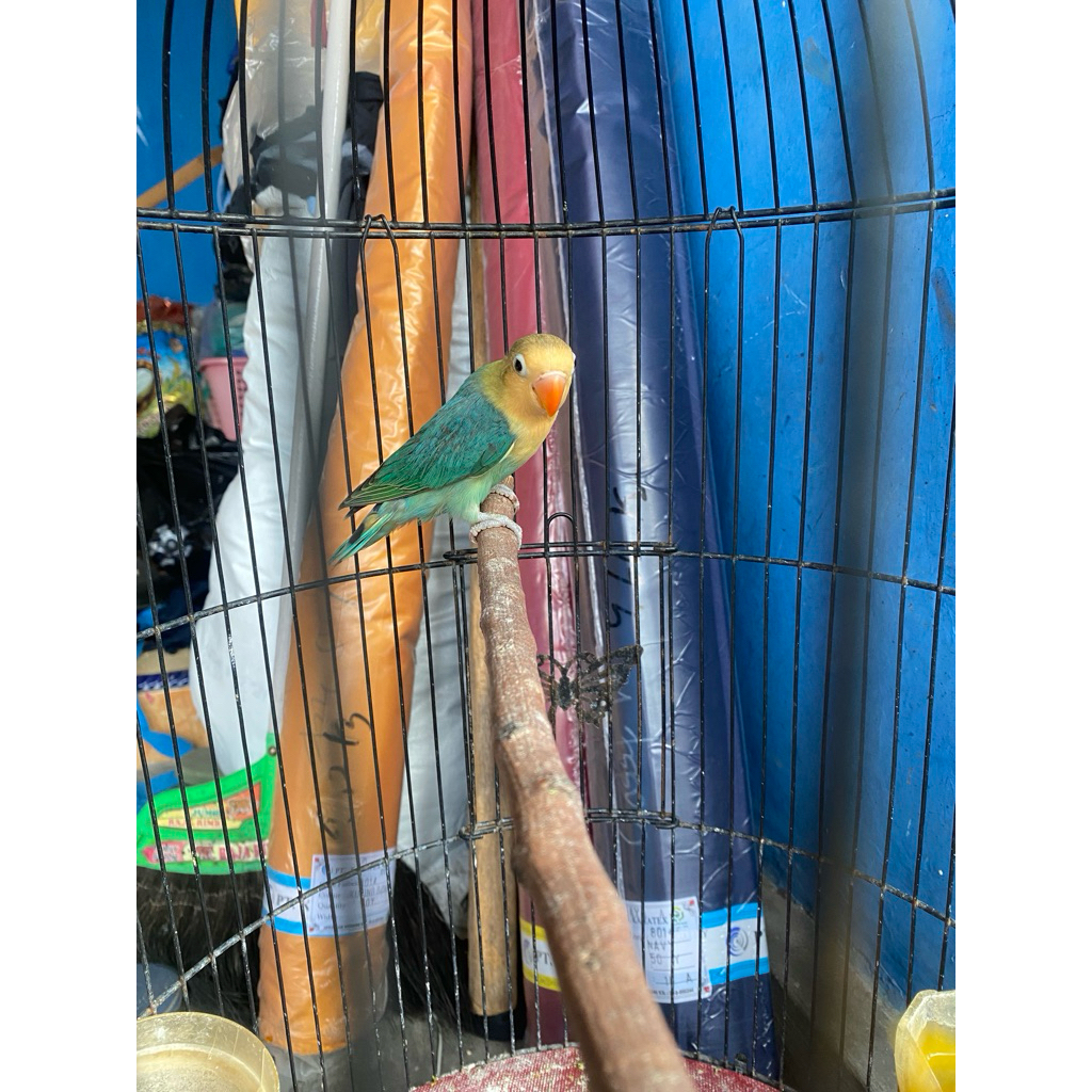 lovebird aqua b1//pf