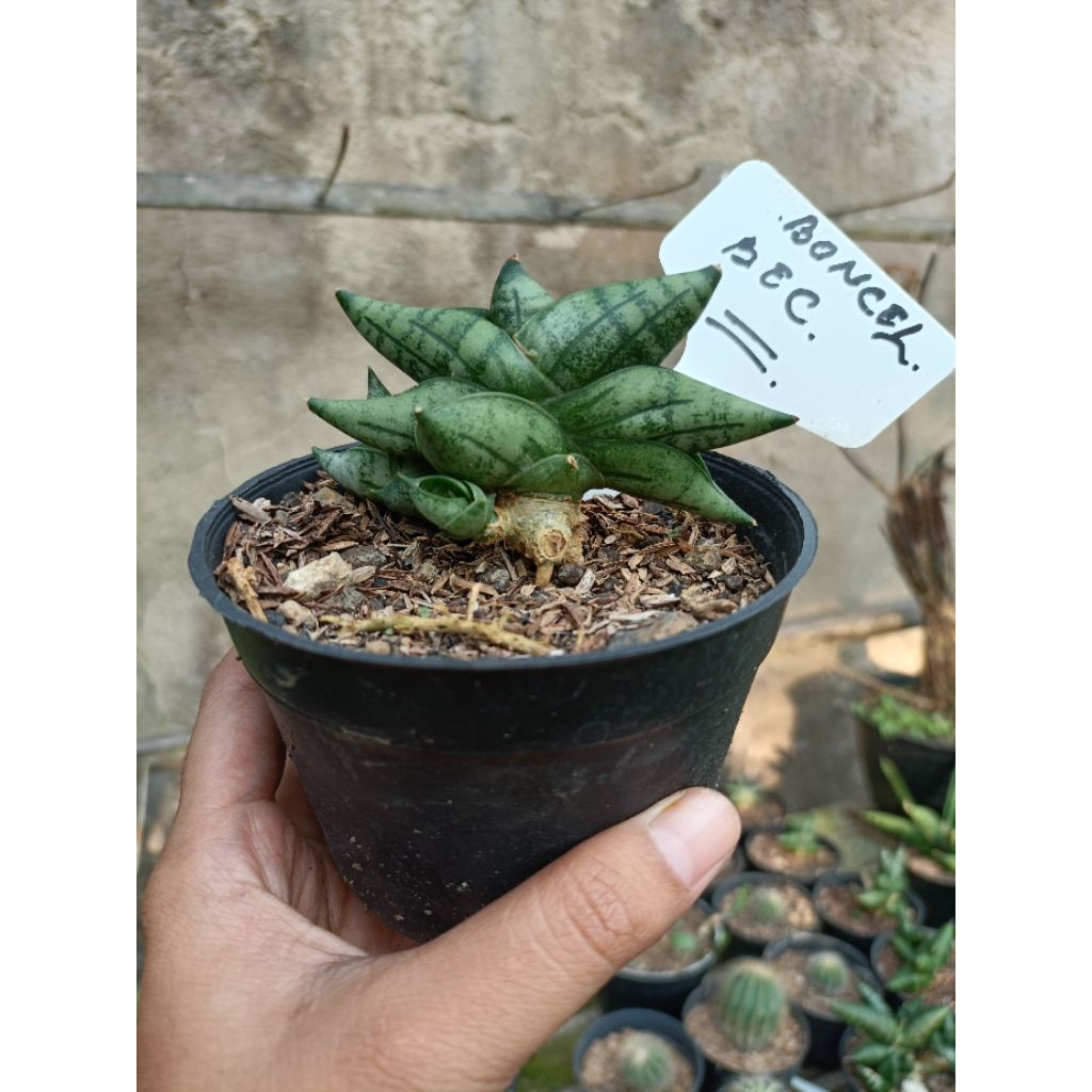 Sansivieria_Boncel_New_clone