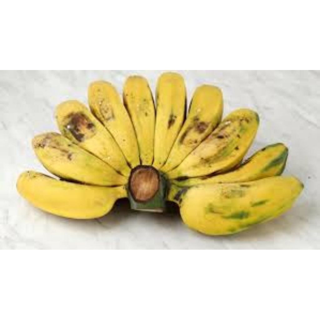 

pisang kepok kecil sedang besar
